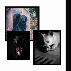 Background Music for Dog Care - Dog Chill Out Music