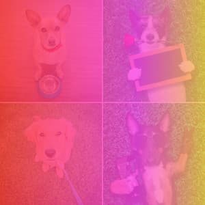 Music for Calming Your Dogs - Peaceful Latin Music - Dogs at Home