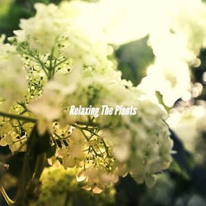 Relaxing The Plants - Breakfast Jazz Playlist
