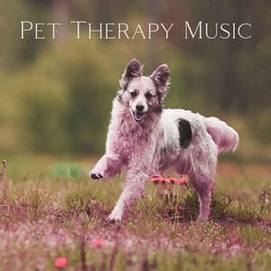 Pet Therapy Music: Dogs with Anxiety - Pet Relax Academy