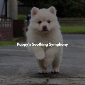Puppy's Soothing Symphony - Jazz Café Bar