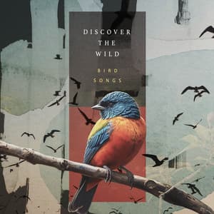 Discover the Wild - Bird Songs