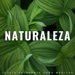 Naturaleza: Lluvia Relajante Para Meditar - Lluvia del Pacifico