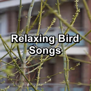 Relaxing Bird Songs - Nature Bird Sounds