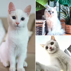 Spirited Music for Morning Cat Food - Harmonica Solo - Relaxing Music for Cats