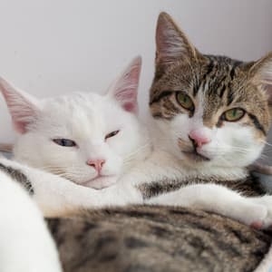 Enchanted Jazz Comfort: Coffee Shop Peaceful Pet Cuddles - Relaxing Coffee Shop