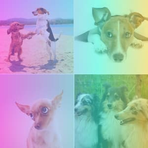 Music for Dog Relaxation Sessions - Dog Jazz Sounds