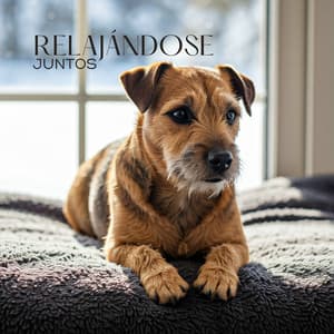 Relajándose Juntos: Música y Tu Perro para los Días de Invierno Perfectos - Zona Música Relaxante