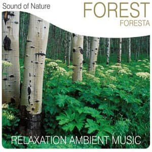 Forest - Sound of Nature Band