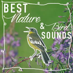 Best Nature & Bird Sounds - Ambient Nature Sounds