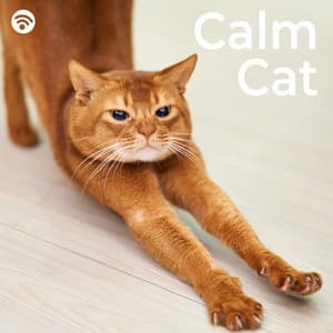 Calm Cat - Relax My Kitten