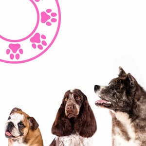 Cultivated Background for Perfect Puppies - Doggy Music Radio