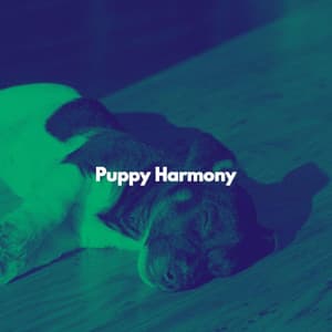 Puppy Harmony - Cafe Jazz Ambiente