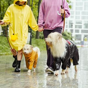 Nature's Binaural Pawprints: A Harmonious Blend of Pets and Rain - Rain Sounds Factory STHLM