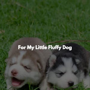 For My Little Fluffy Dog - Montreal Jazz Classics