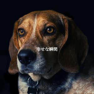 幸せな瞬間 - Chill Lounge