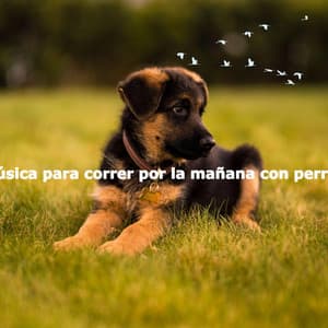 Música para correr por la mañana con perros - Good Morning Jazz