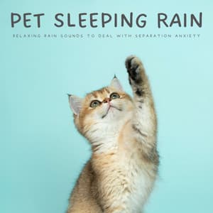 Pet Sleeping Rain: Relaxing Rain Sounds To Deal With Separation Anxiety - Dog Music Bliss