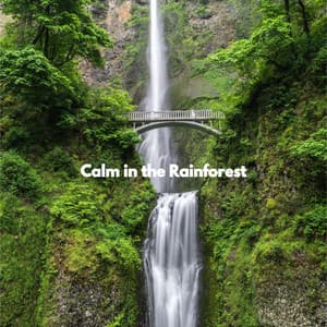 Calm in the Rainforest - Restaurante de Musica de Lujo