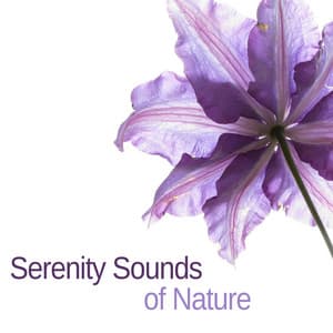 Serenity Sounds of Nature – Relaxing Music for Massage, Yoga, New Age & Healing Music - Nature Tribe