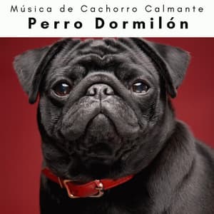 4 Patas: Perro Dormilón - Música de Cachorro Calmante