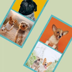 Understated - Doggy Meal Time - Dog Jazz Sounds