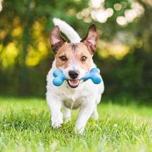 Relaxing Dog Music: Calming Sounds for Canines - Calming Spirit