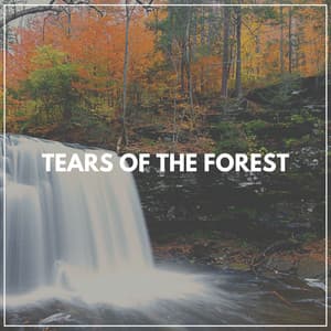 Tears of the Forest - Waterfalling