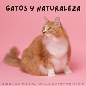 Gatos Y Naturaleza: Sonidos Ambientales Relajantes Para El Sueño Reparador De Gatos - Naturaleza y Sonidos Fondos
