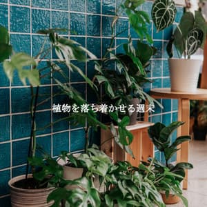 植物を落ち着かせる週末 - Modern Jazz