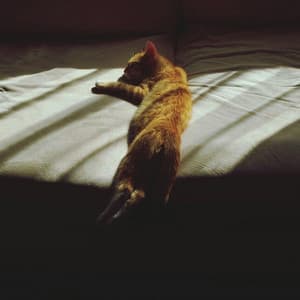 Meow Zen: Ambient Music Cat Rain Dreams - 24H Rain Sounds
