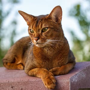 Cat of Serenity: Peaceful Harmony with Ambient Music - Dreamy Thoughts