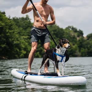 Serene Waterscapes of Bond: Birds and Ambient Soundscapes for Pets - Ultimate Waterflow