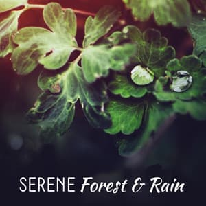 Serene Forest & Rain - Mothers Nature Music Academy