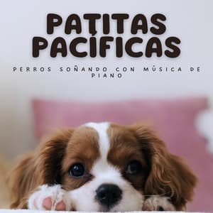 Patitas Pacíficas: Perros Soñando Con Música De Piano - Piano de jazz relajante