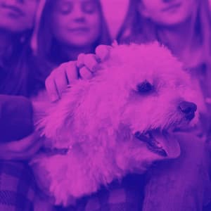 Piano Jazz Duo - Ambiance for Golden Puppy Rest - Dog Music Hour