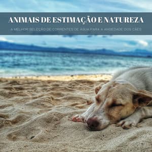 Animais De Estimação E Natureza: A Melhor Seleção De Correntes De Água Para A Ansiedade Dos Cães - #Calmante