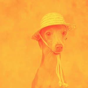 Music for Unwinding Doggo - Doggy Relaxing Sounds