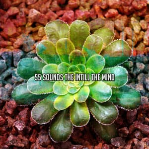 55 Sounds The Intill The Mind - Musica Para Estudiar Academy