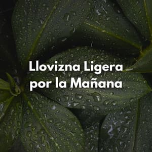 Llovizna Ligera Por La Mañana - Bonitos ruidos de lluvia