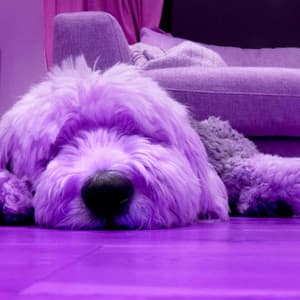 Wondrous Ambiance for Sleepy Hound Zone - Chill My Pooch