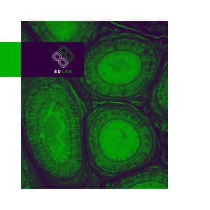 Golden Notes - 8D Lab - Piano Music