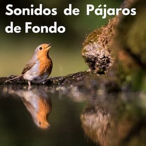 Sonidos de Pájaros de Fondo - Sonidos Naturales del Pajaro