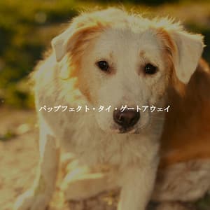 パップフェクト・タイ・ゲートアウェイ - Chill Jazz Vibes