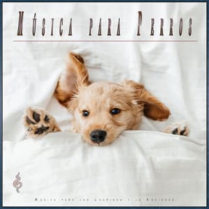 Música para Perros: Música para los Ladridos y la Ansiedad - Música Para Perros