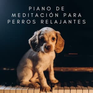 Armonía De Ladridos: Piano De Meditación Para Perros Relajantes - Chillout Salón Piano