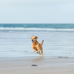 Dog Tail Wags: Lofi Soundscapes Filled with Joy - Dog’s Music