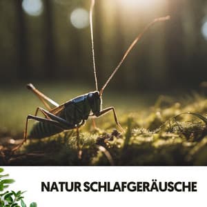 Sons de la Nature : Sérénades Nocturnes de la Terre Mère - Dog Relaxation