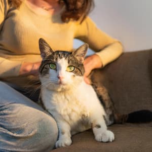 Ritmos De Gato: Ritmos Tranquilos De Hip Hop - Ecos suaves