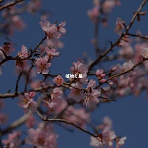 植物と星 - Easy Listening Background Music